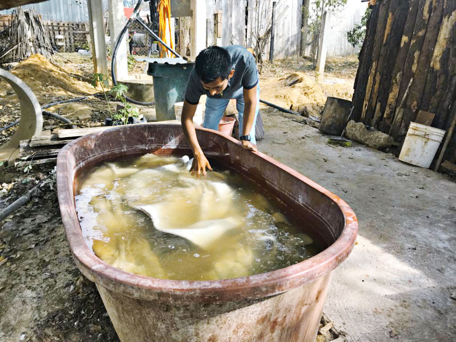 La piel debe sumergirse en agua con ácido sulfúrico, mimosa y otros productos para curtirse.