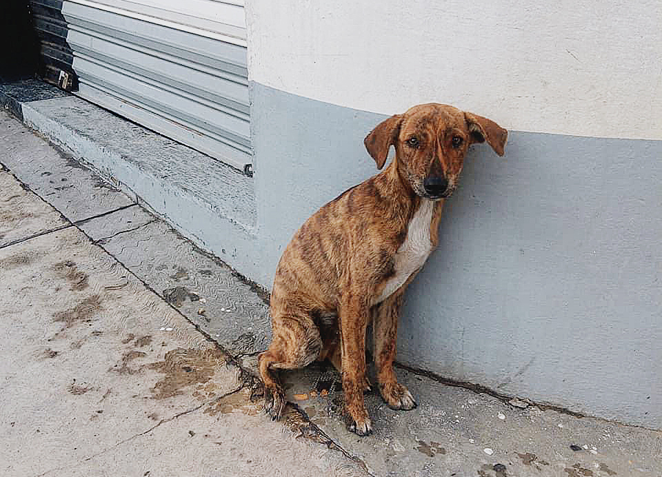 El 70 por ciento de los perros que hay en México vive en la calle. Emilio Morales Pacheco
