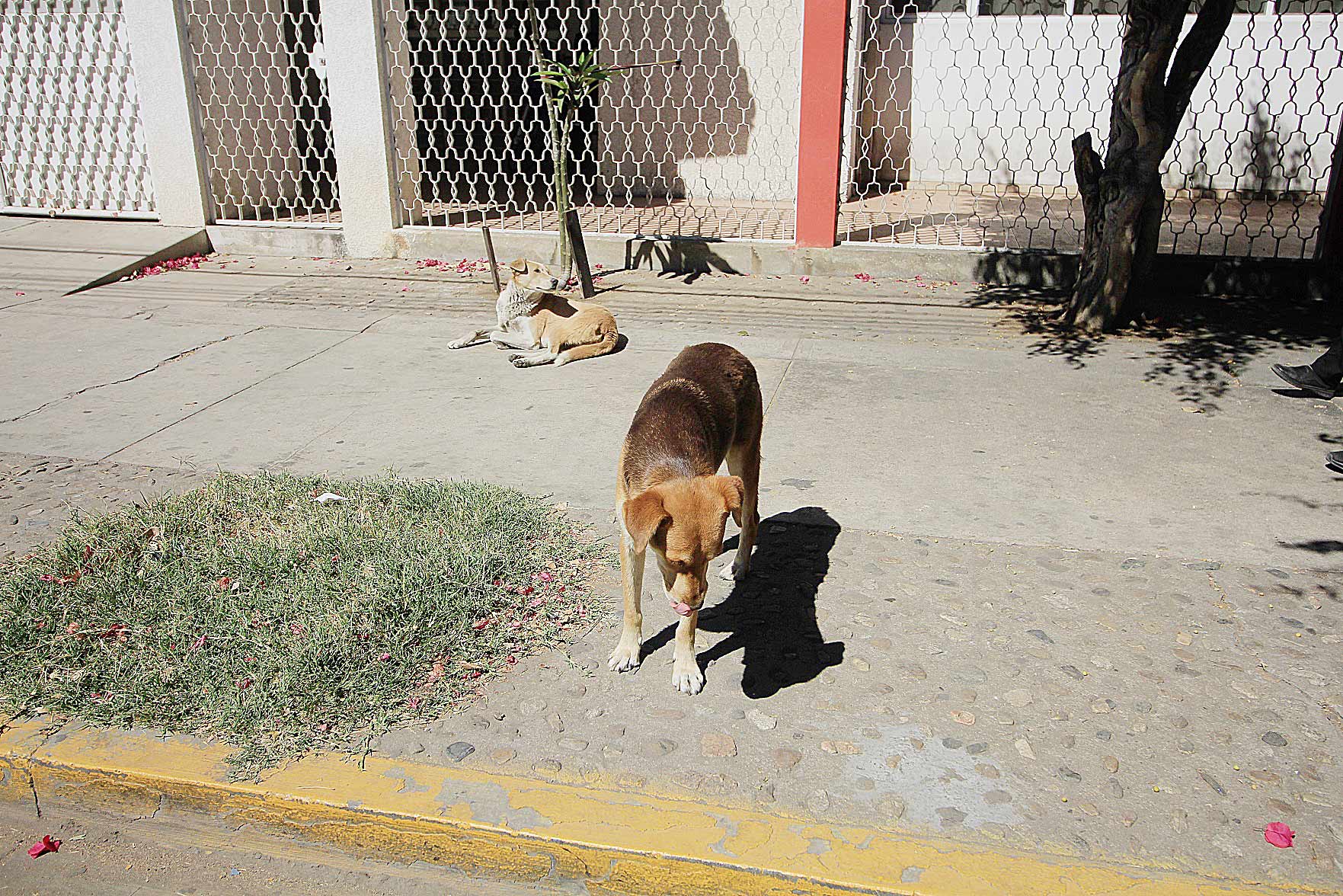 El integrante de la asociación comenta que el problema de los perros callejeros comienza con la venta de animales. Mario Jiménez Leyva