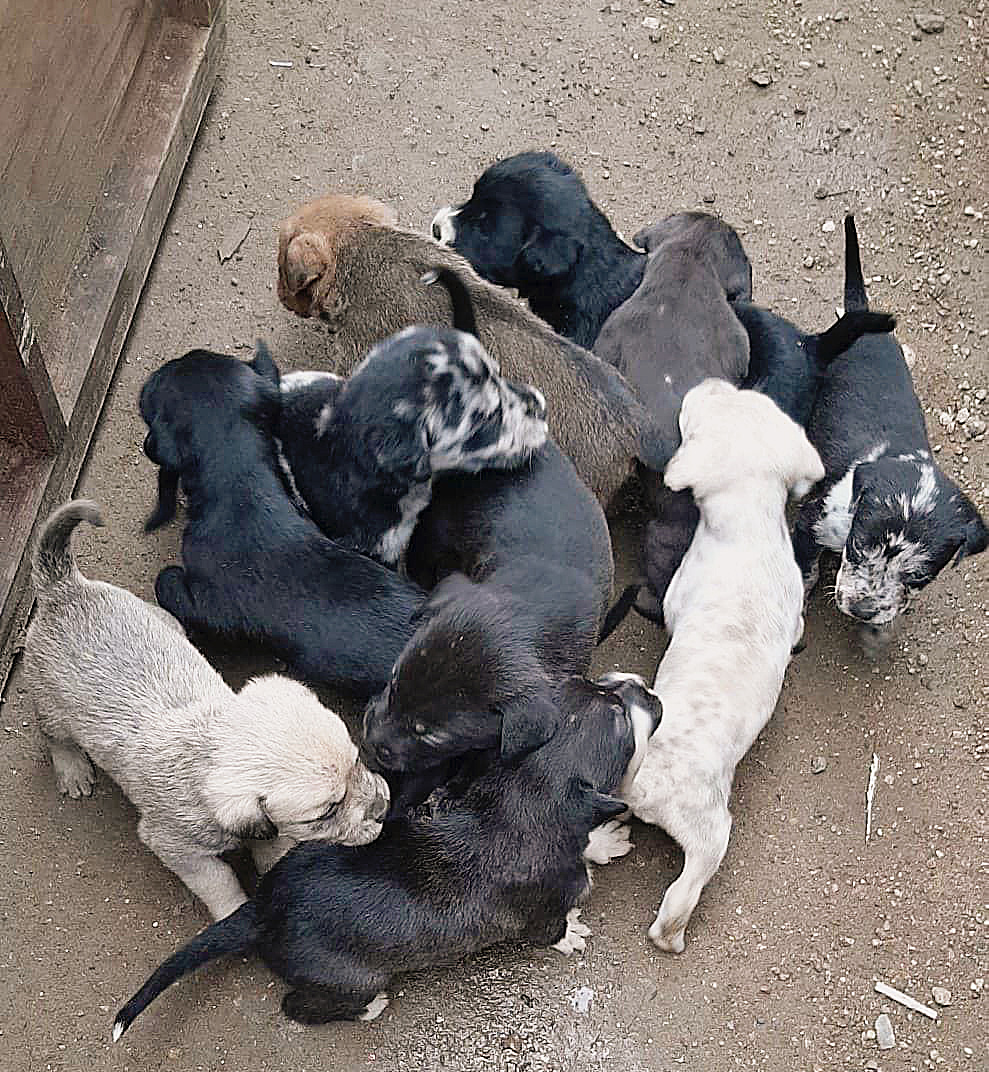 El animalista afirma que toda la sociedad debe participar en el problema de la proliferación de perros. Emilio Morales Pacheco