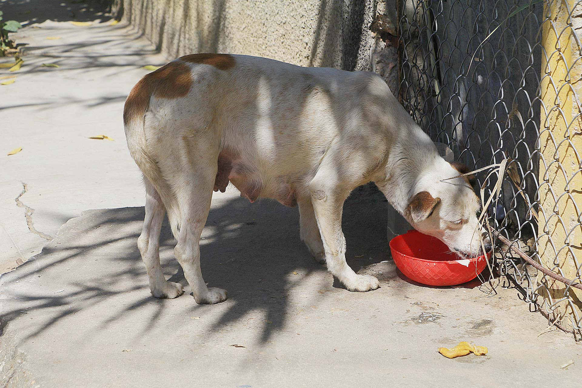 Ana asegura que todos los animales deben esterilizarse. Mario Jiménez Leyva