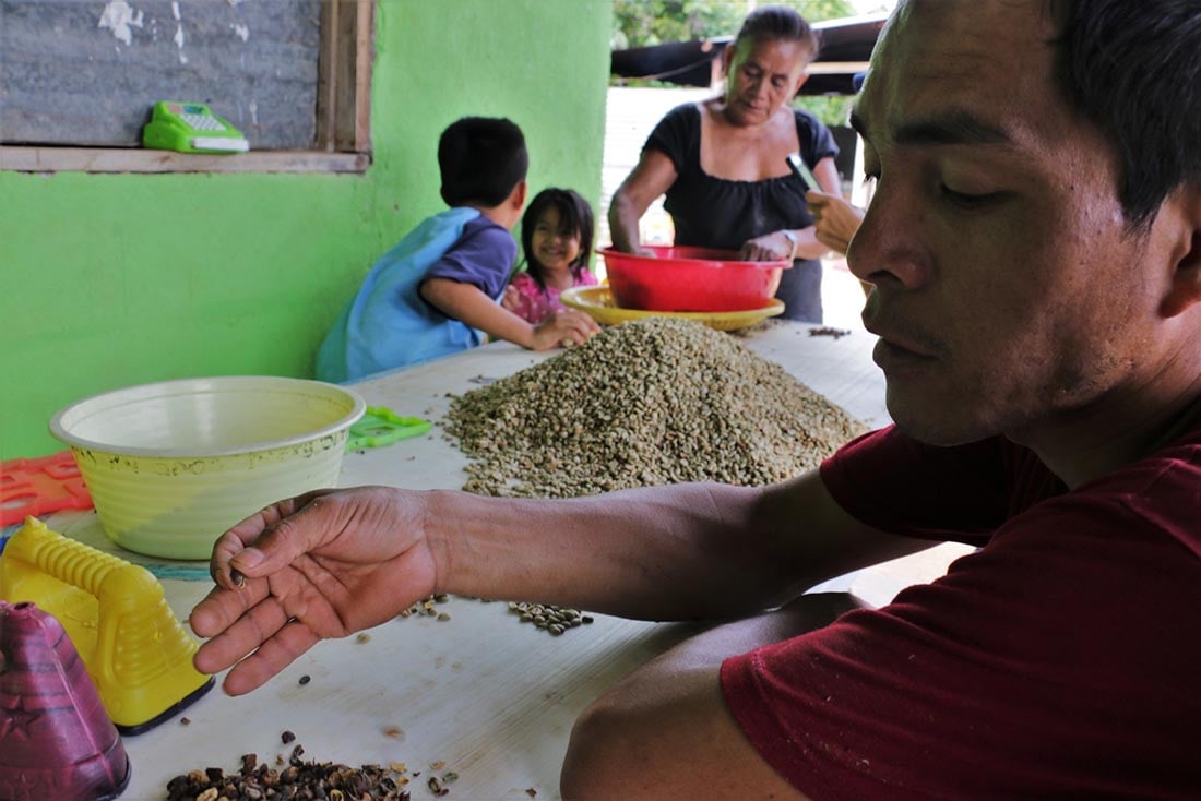 Cada vez menos lo que obtienen productores de café en sus cosechas. Javier Jarquín