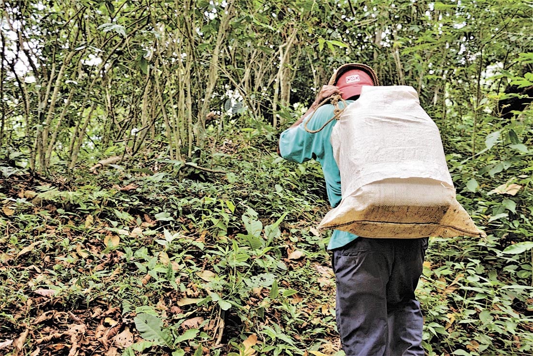 Al hombro, un hombre carga un galón de agua para las labores de siembra de nuevas plantas de café. Javier Jarquín