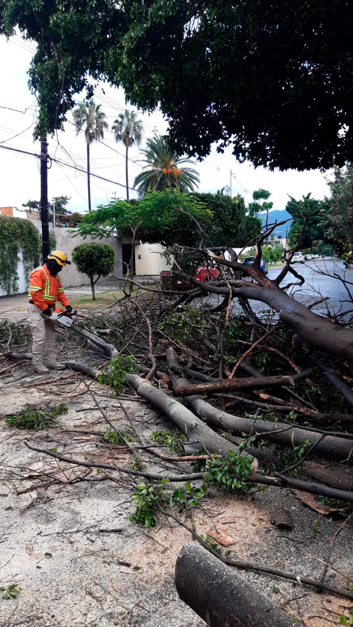 Integrantes del cuerpo de bomberos acudieron para cortar los frondosos árboles.