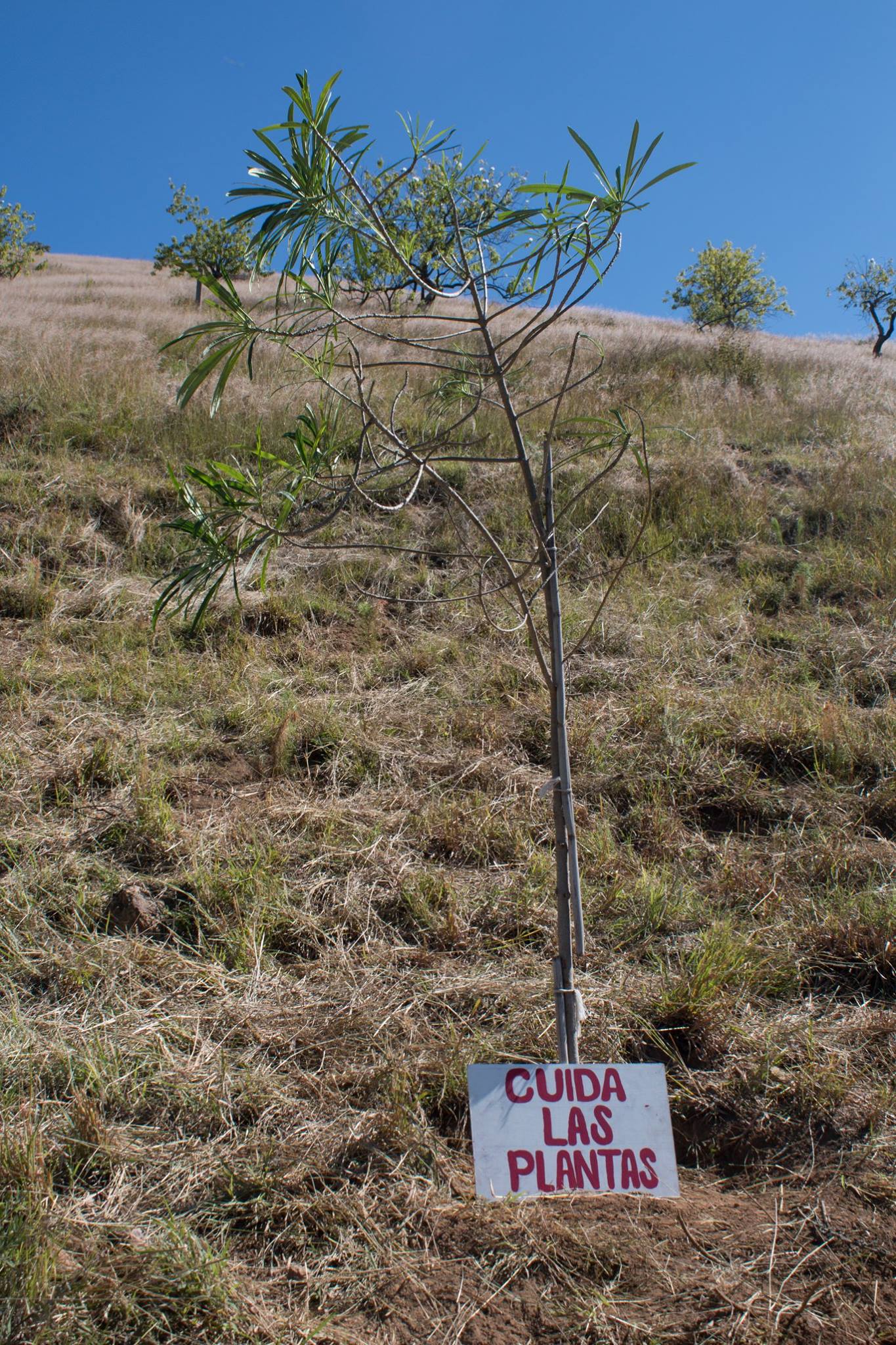 Sembrar plantas endémicas es importante para que estas puedan crecer en el estado. Cortesía