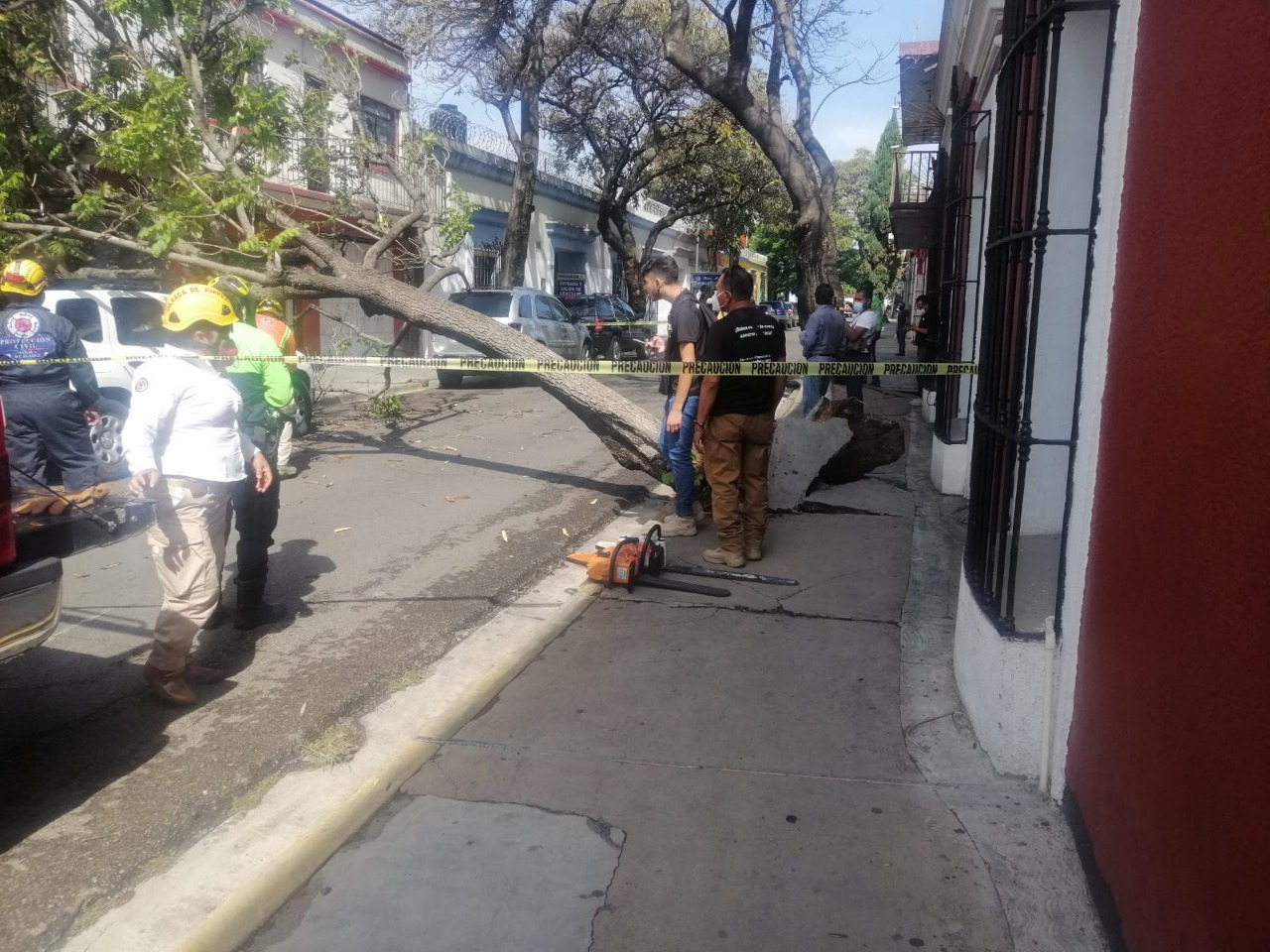 La jacaranda, de más de 10 metros, se vino abajo.