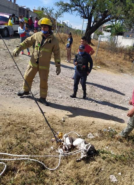 Uno de los animales fue amarrado por los vecinos que amenazaban con matarlo.