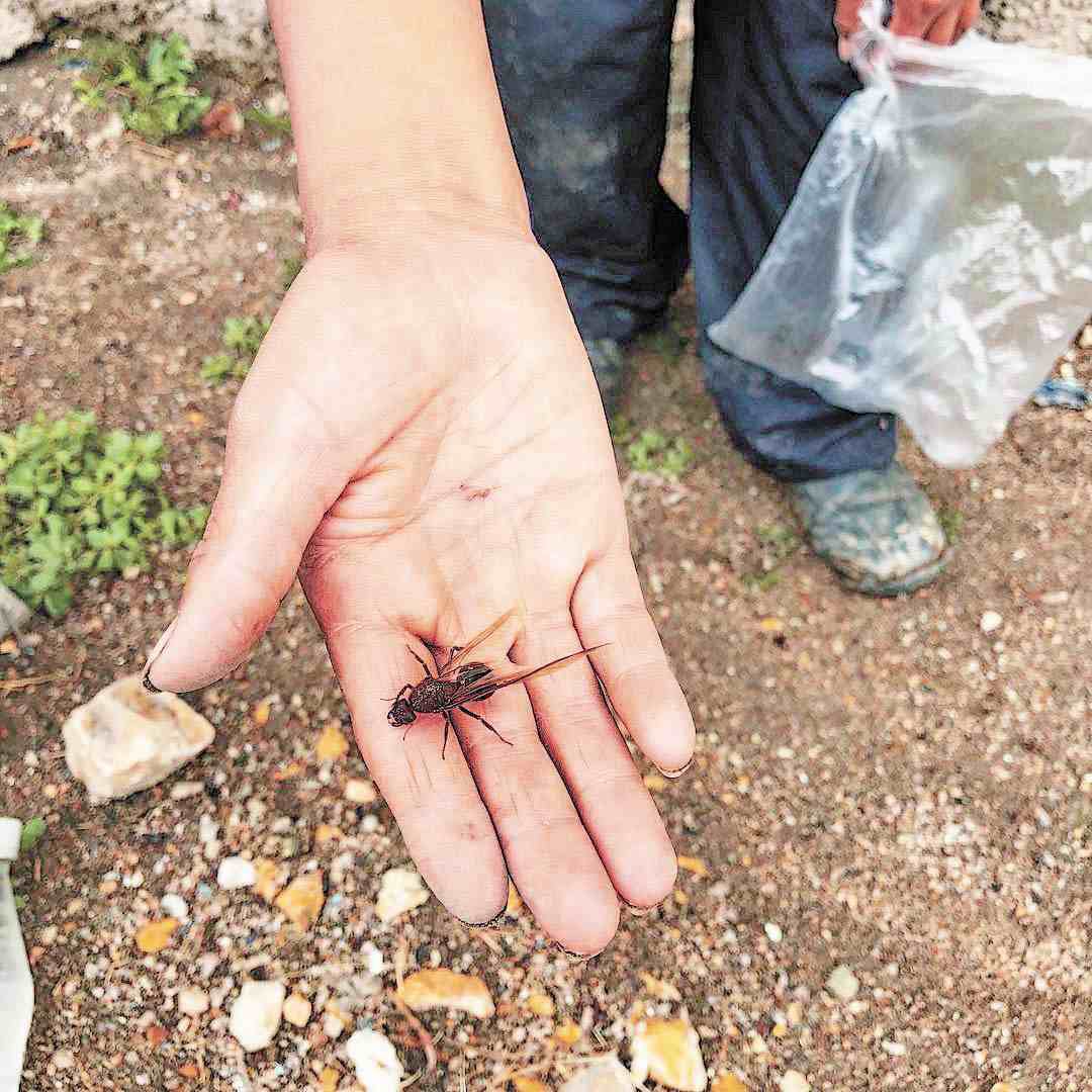 Desde temprana hora, las personas salieron a la calle para poder capturar estos insectos.