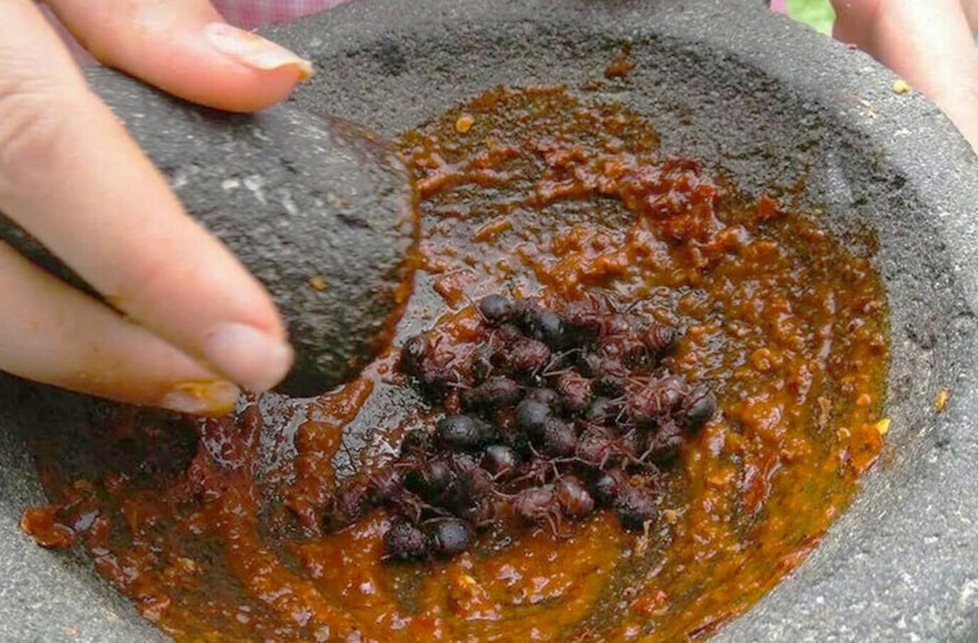 La chicatana, una tradición culinaria en época de lluvias.