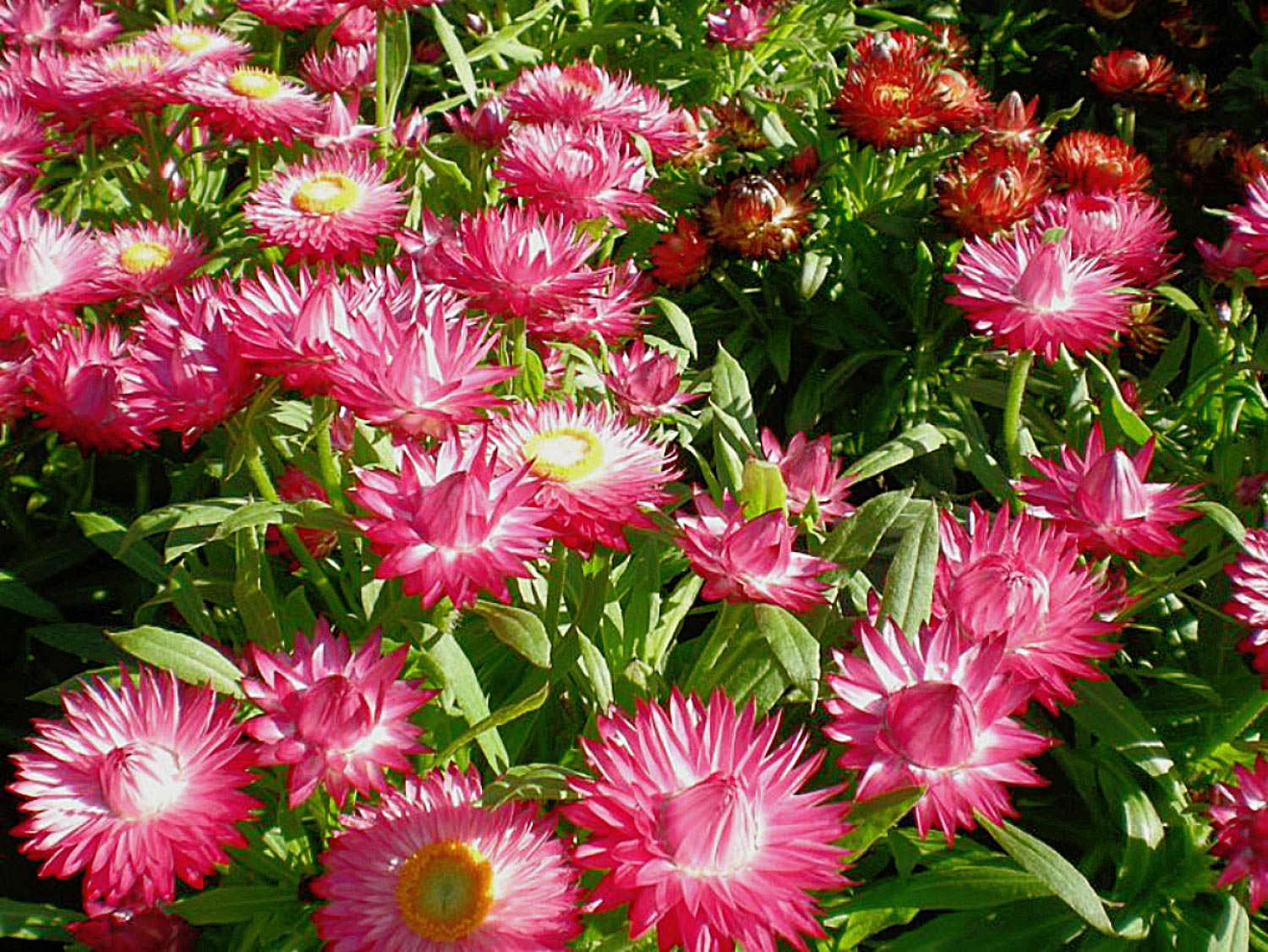 La flor inmortal, representativa de Oaxaca.