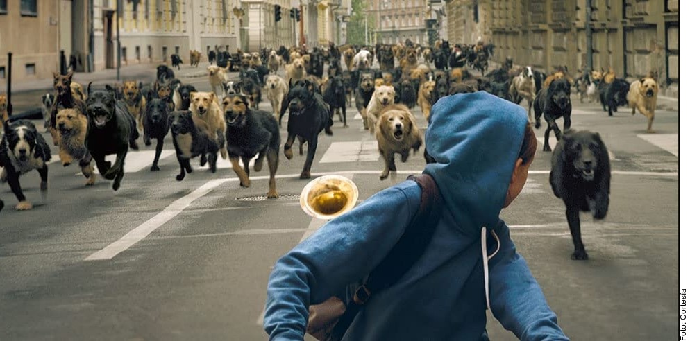 Una nueva ley da preferencia a los perros de raza e impone un tributo considerable por las razas cruzadas. Rápidamente, los refugios caninos se llenan con perros abandonados.