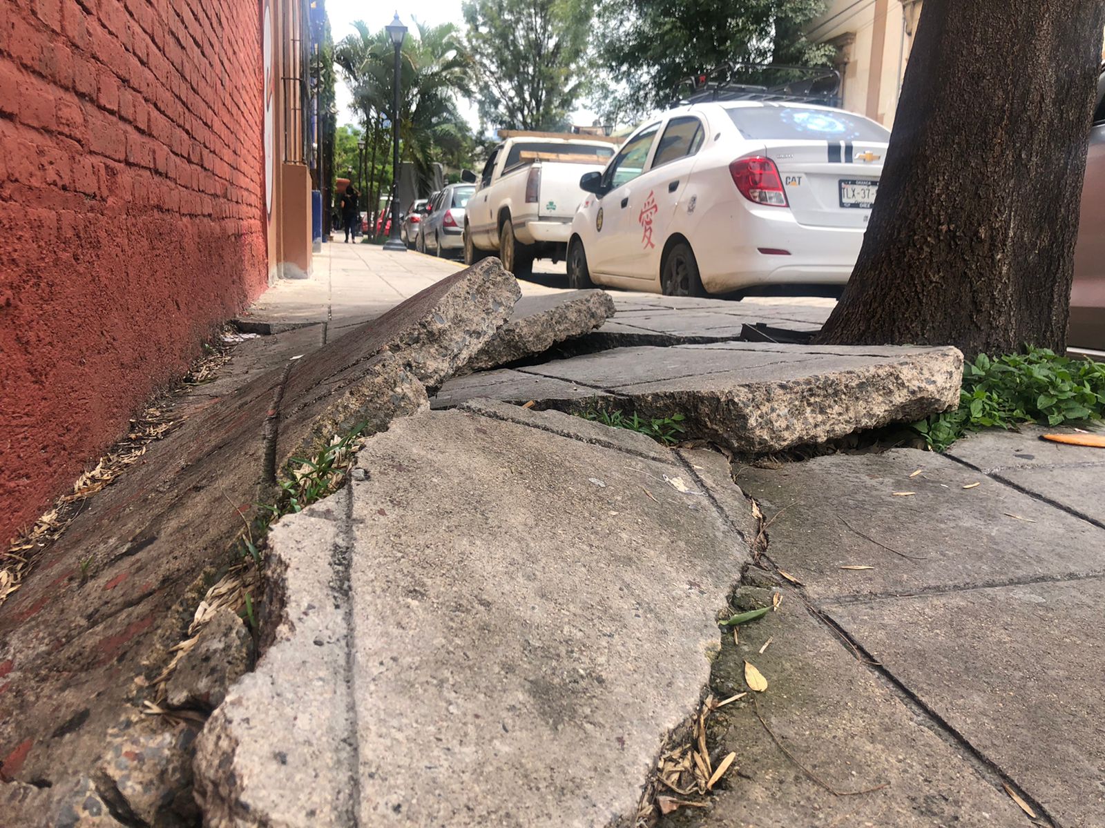 Las raíces de los árboles han afectado de manera importante el cemento de la banqueta.
