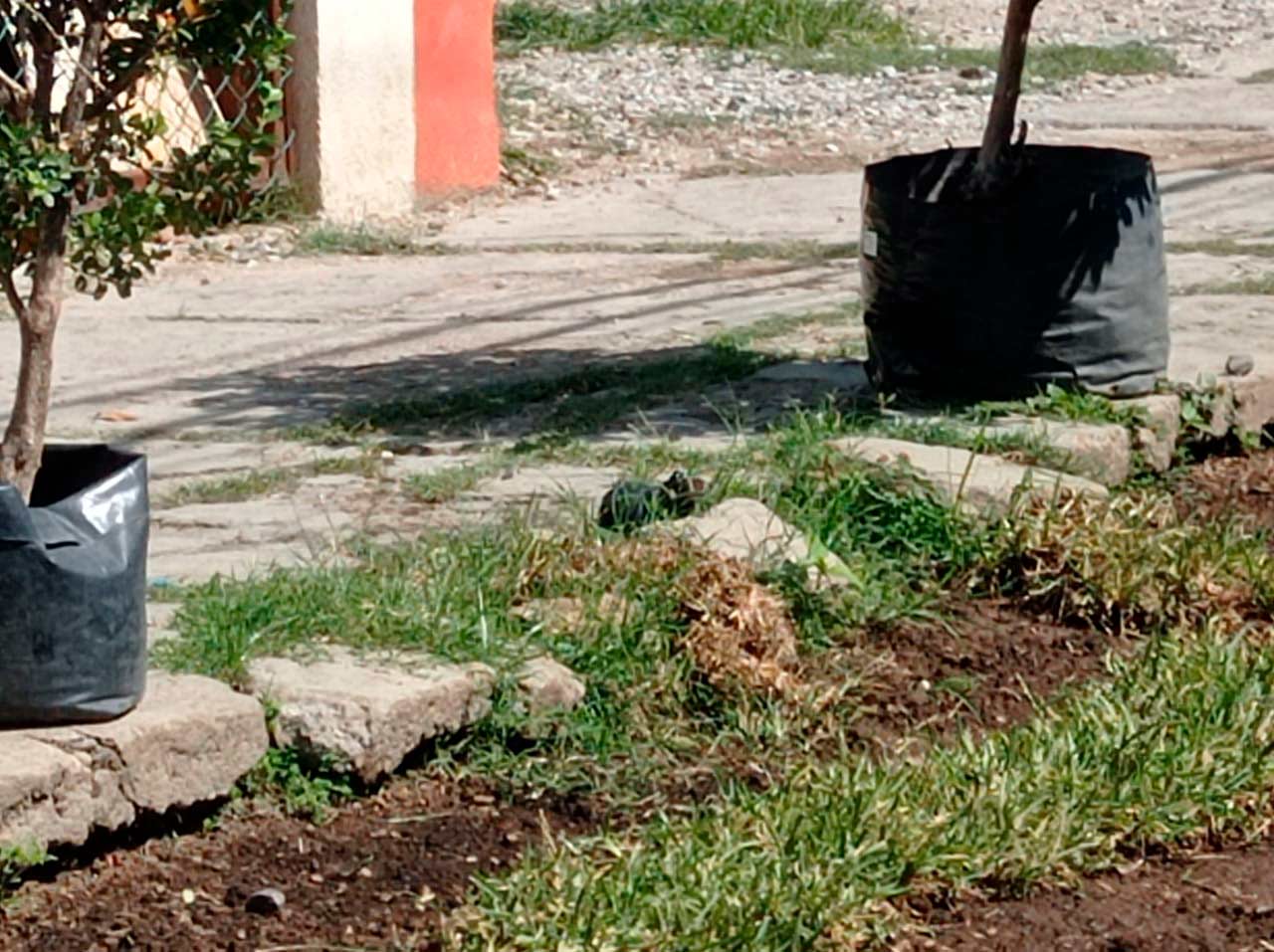 En la colonia Reforma fue localizada una granada de humo.
