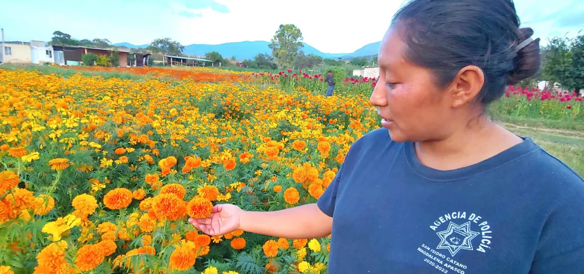 Flor de cempasúchil, ofrenda y tradición por los fieles difuntos | NVI  Noticias